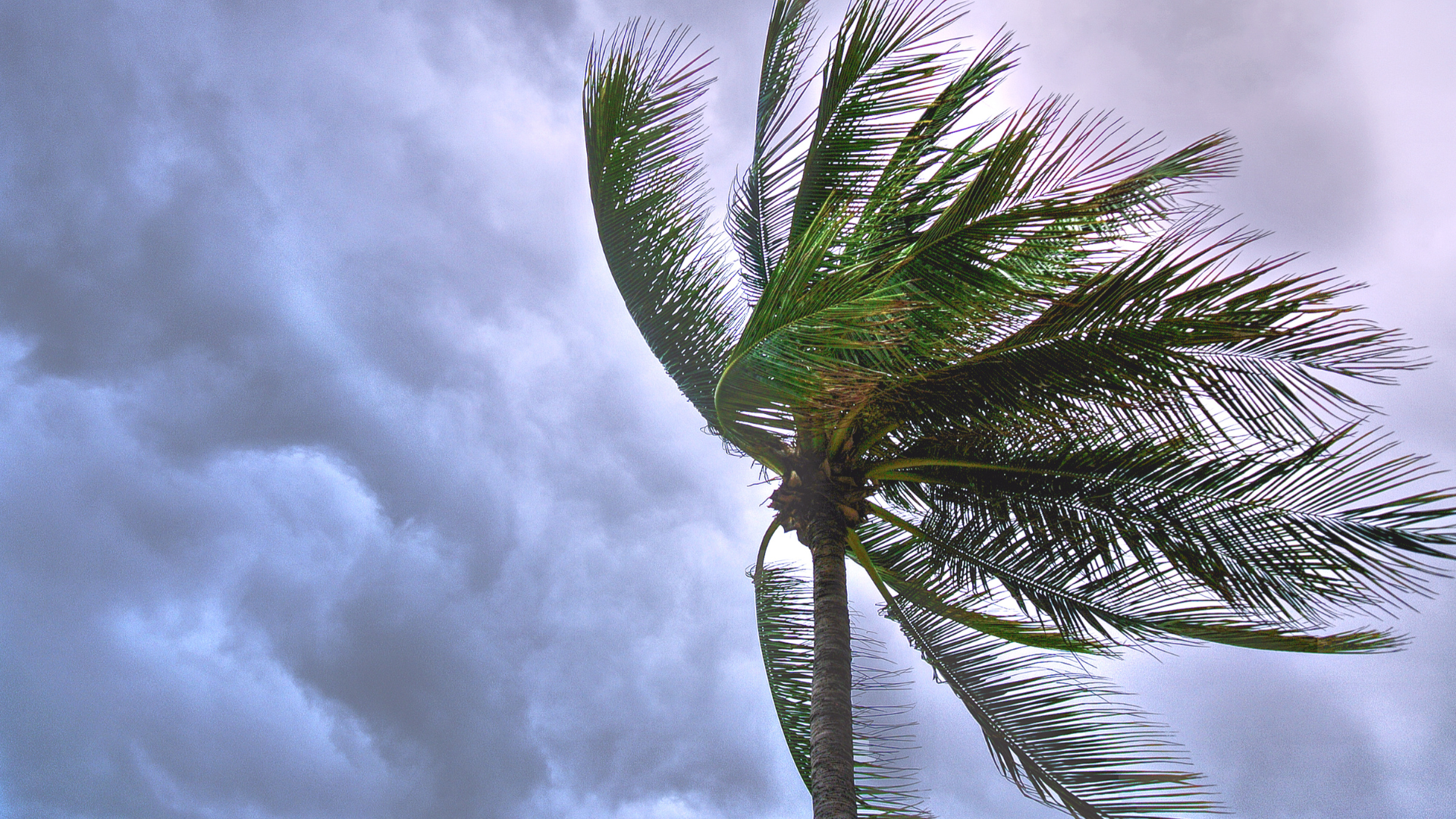 Picture of a tree in a storm: Why Solar Power Is the Perfect Backup During Storm Season