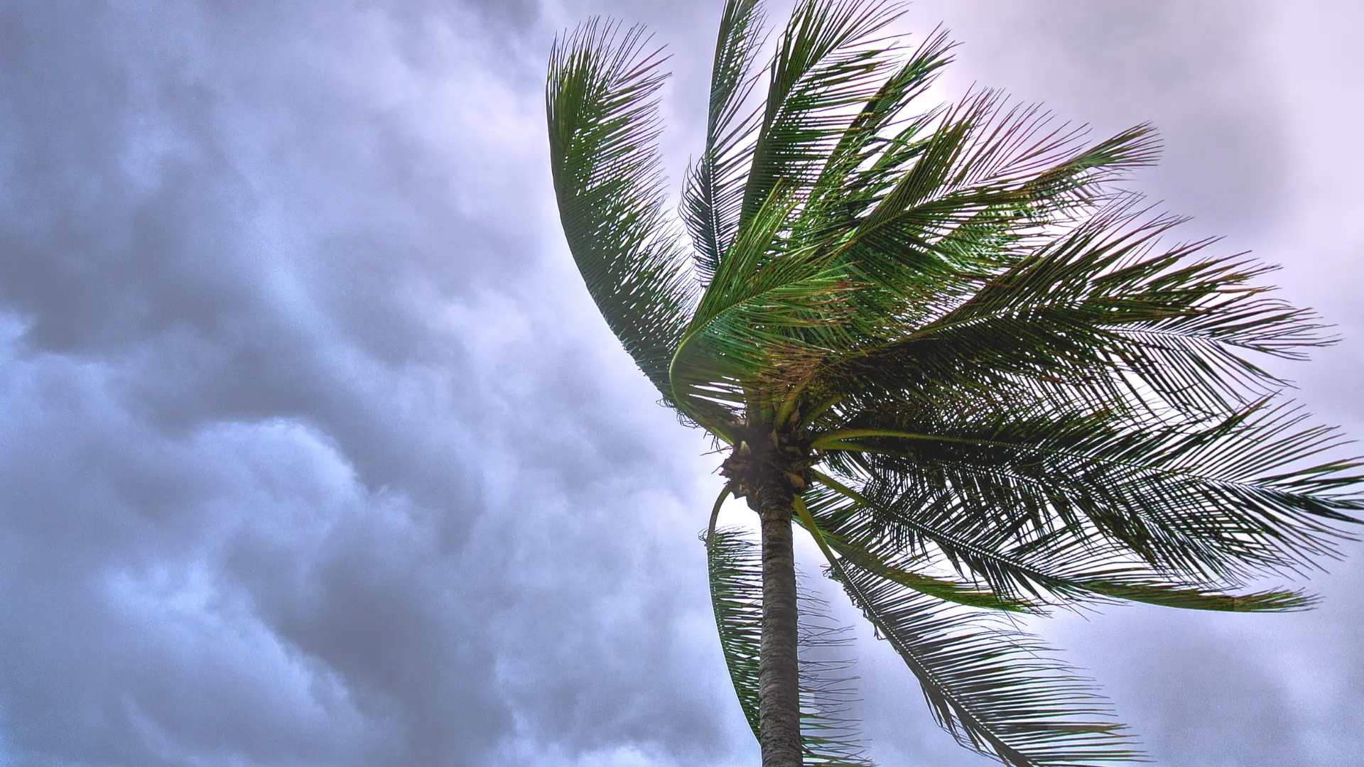 Picture of a tree in a storm: Why Solar Power Is the Perfect Backup During Storm Season